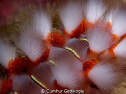 Hermodice carunculata
Fire worm by Cumhur Gedikoglu 